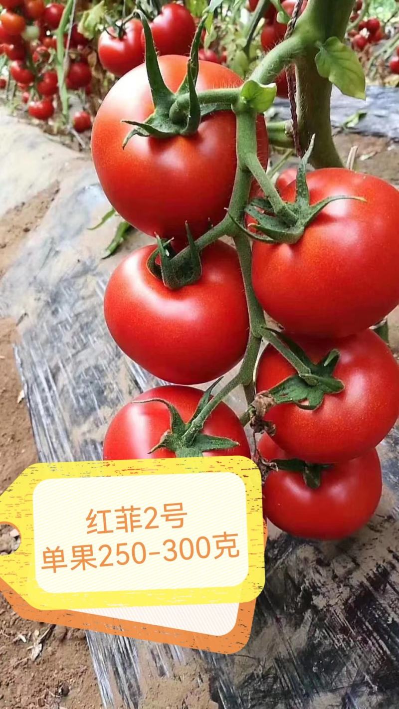 大红西红柿苗精品抗灰叶斑抗病毒，坐果率好，产量高