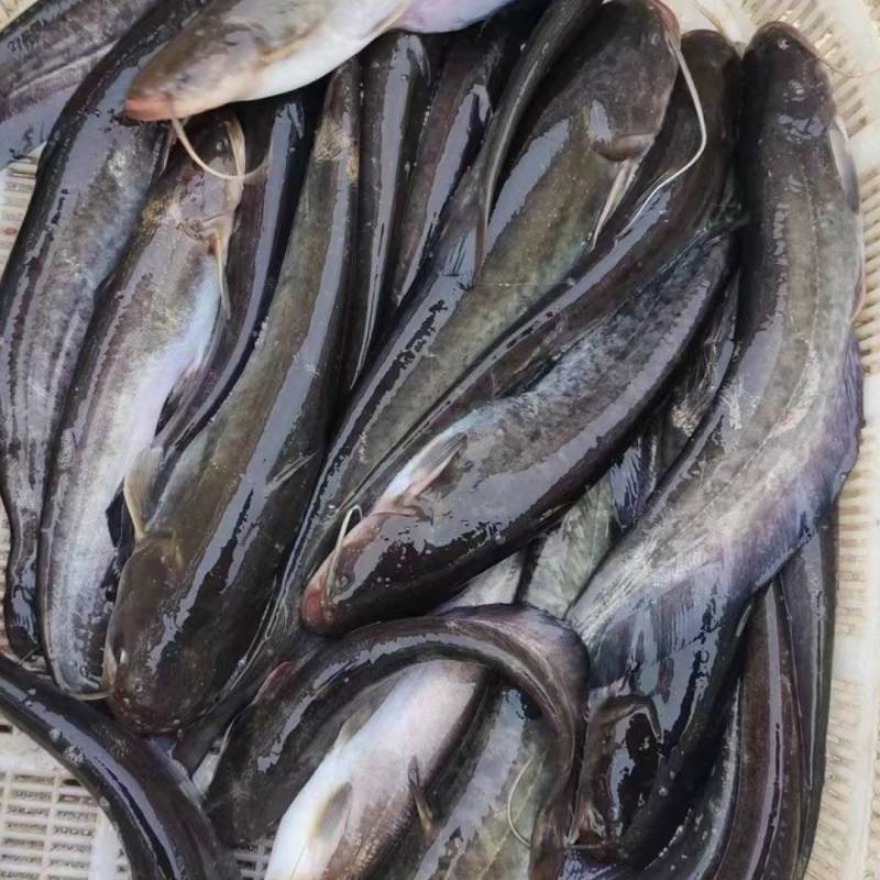 湖南精品土鲶鱼大量上市，一手货源，规格多样可选量大从优