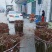 柱状二号梨苗河南产地保存活价格优惠欢迎咨询