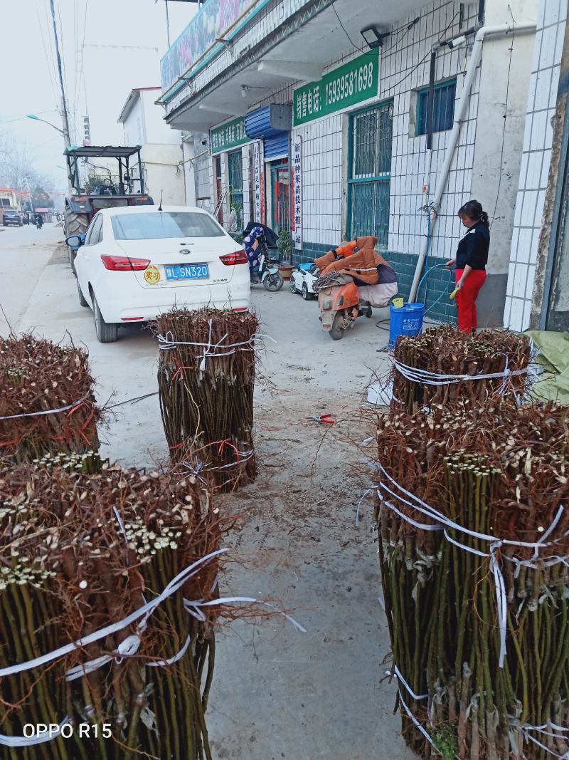 柱状二号梨苗河南产地保存活价格优惠欢迎咨询
