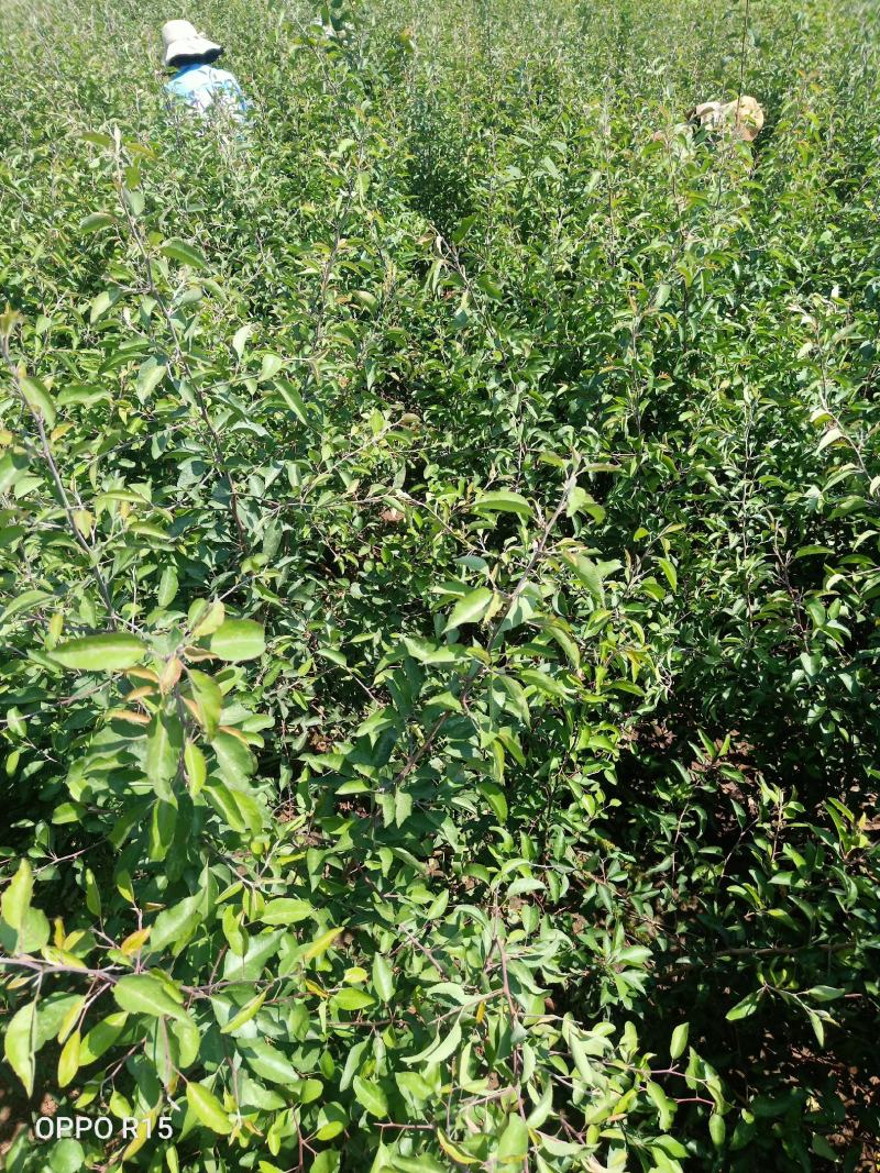 柱状二号梨苗河南产地保存活价格优惠欢迎咨询