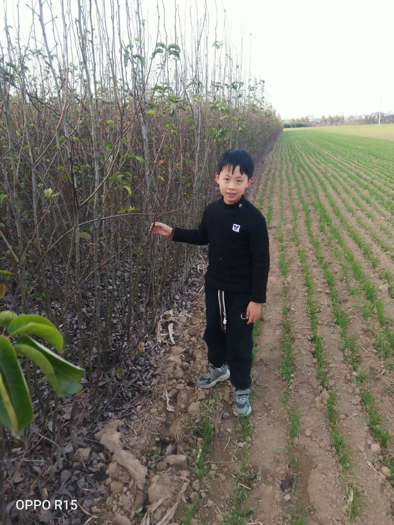 柱状二号梨苗河南产地保存活价格优惠欢迎咨询
