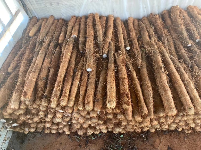 烤淮山药成品图