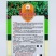海南椒天下4号朝天椒种子高产抗病大果型椒天下3号辣椒孑四