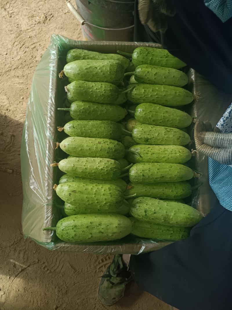 自产自销，精品旱黄瓜