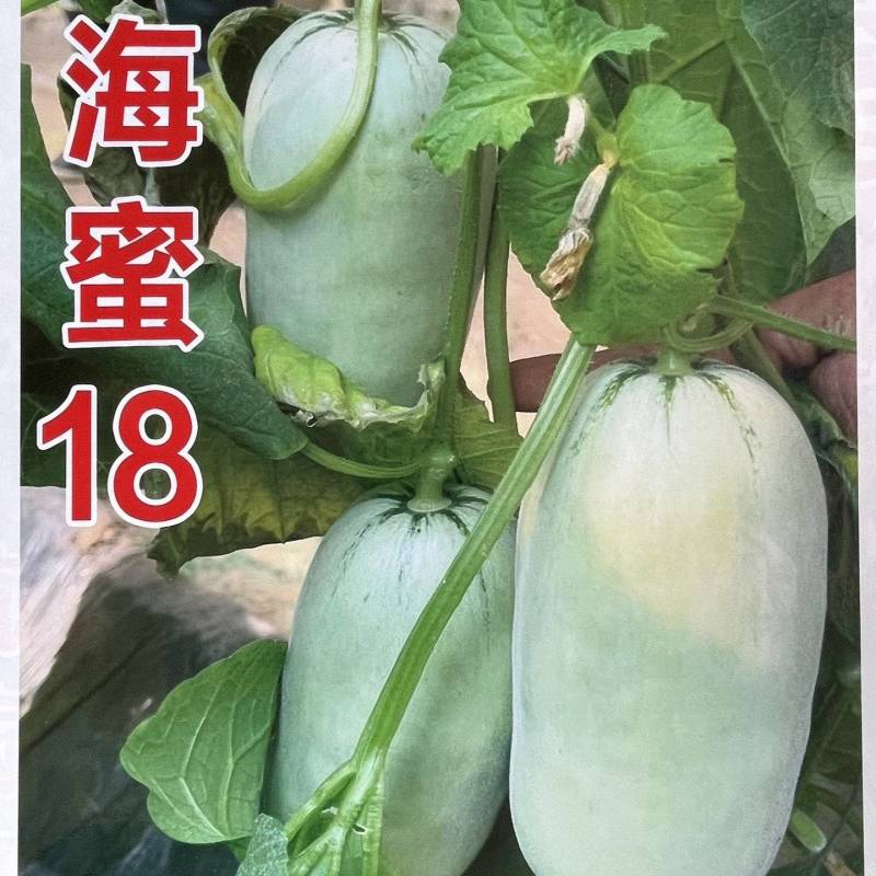 海蜜18甜瓜苗，抗病高产，基地直发，全国无缝隙发货