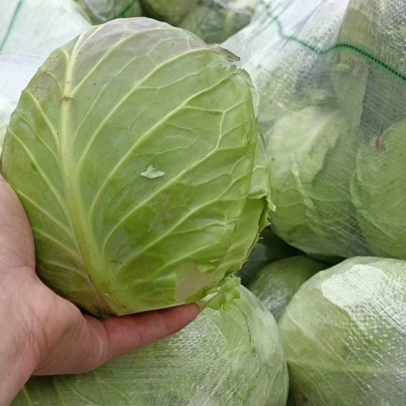 湖北咸宁市嘉鱼县扁包菜奥奇娜甘蓝货源充足，量大从优
