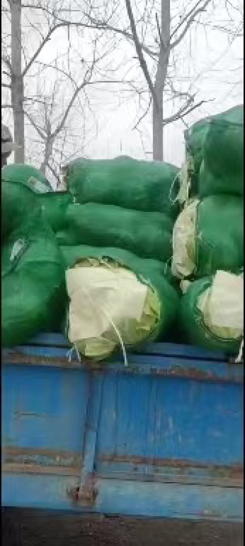湖北咸宁市嘉鱼县扁包菜奥奇娜甘蓝货源充足，量大从优