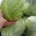 湖北咸宁市嘉鱼县扁包菜奥奇娜甘蓝货源充足，量大从优