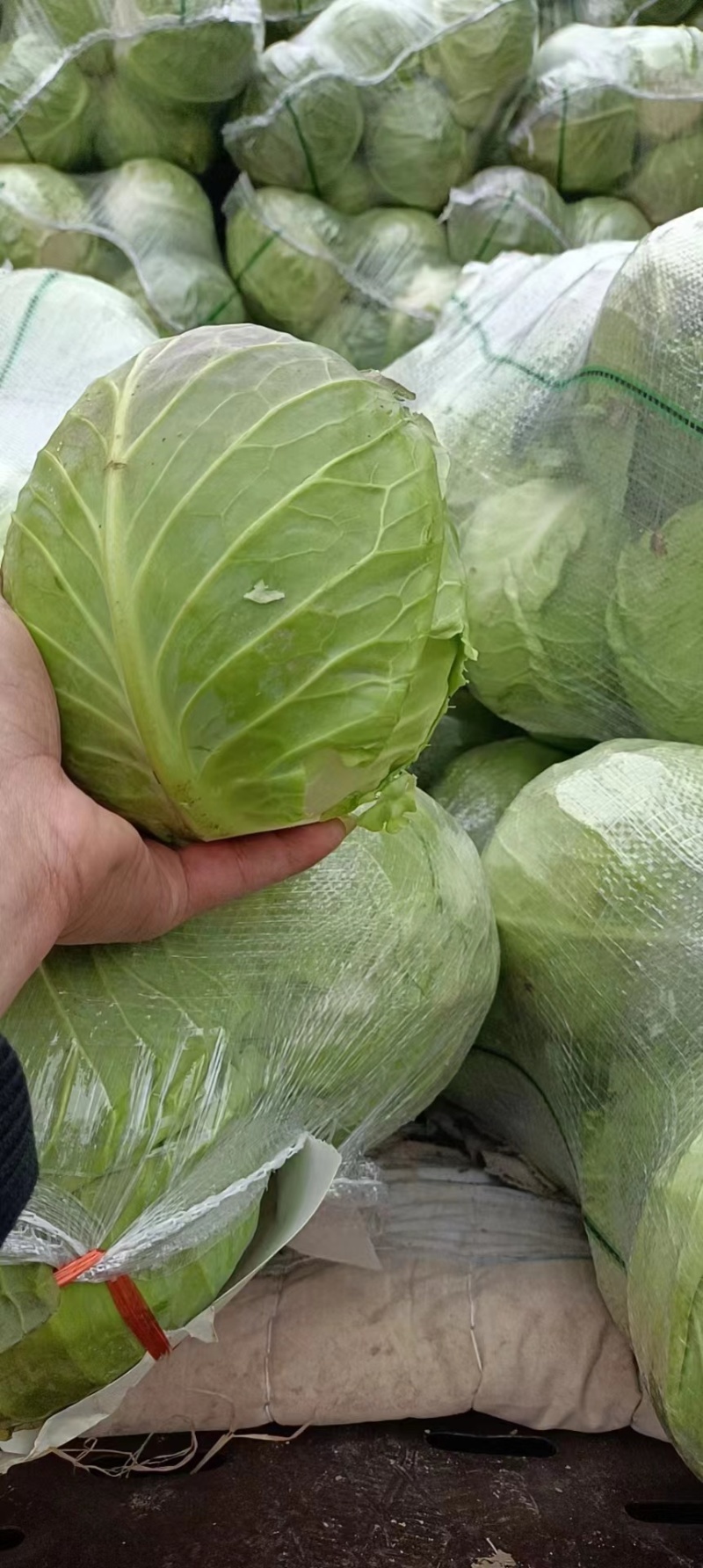 湖北咸宁市嘉鱼县扁包菜奥奇娜甘蓝货源充足，量大从优