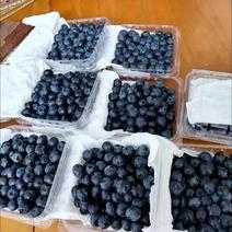 蓝莓口感甜，果面好，产地直销，欢迎全国各地老板采购