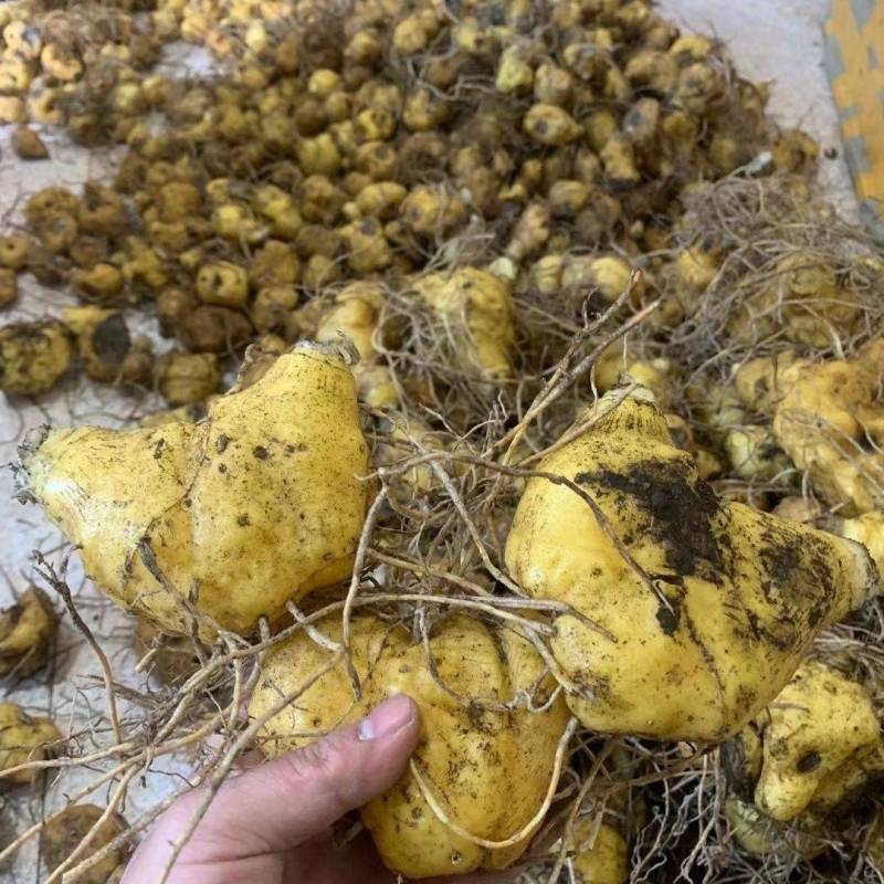 姜型黄精种苗产量高98%以上成活可技术指导欢迎下单