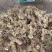 姜型黄精种苗产量高98%以上成活可技术指导欢迎下单