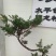 迎客松【多么漂亮的迎客松盆景，抗性又好又不易死】
