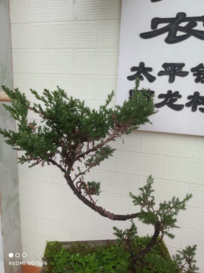 迎客松【多么漂亮的迎客松盆景，抗性又好又不易死】