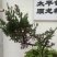 迎客松【多么漂亮的迎客松盆景，抗性又好又不易死】