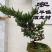 迎客松【多么漂亮的迎客松盆景，抗性又好又不易死】