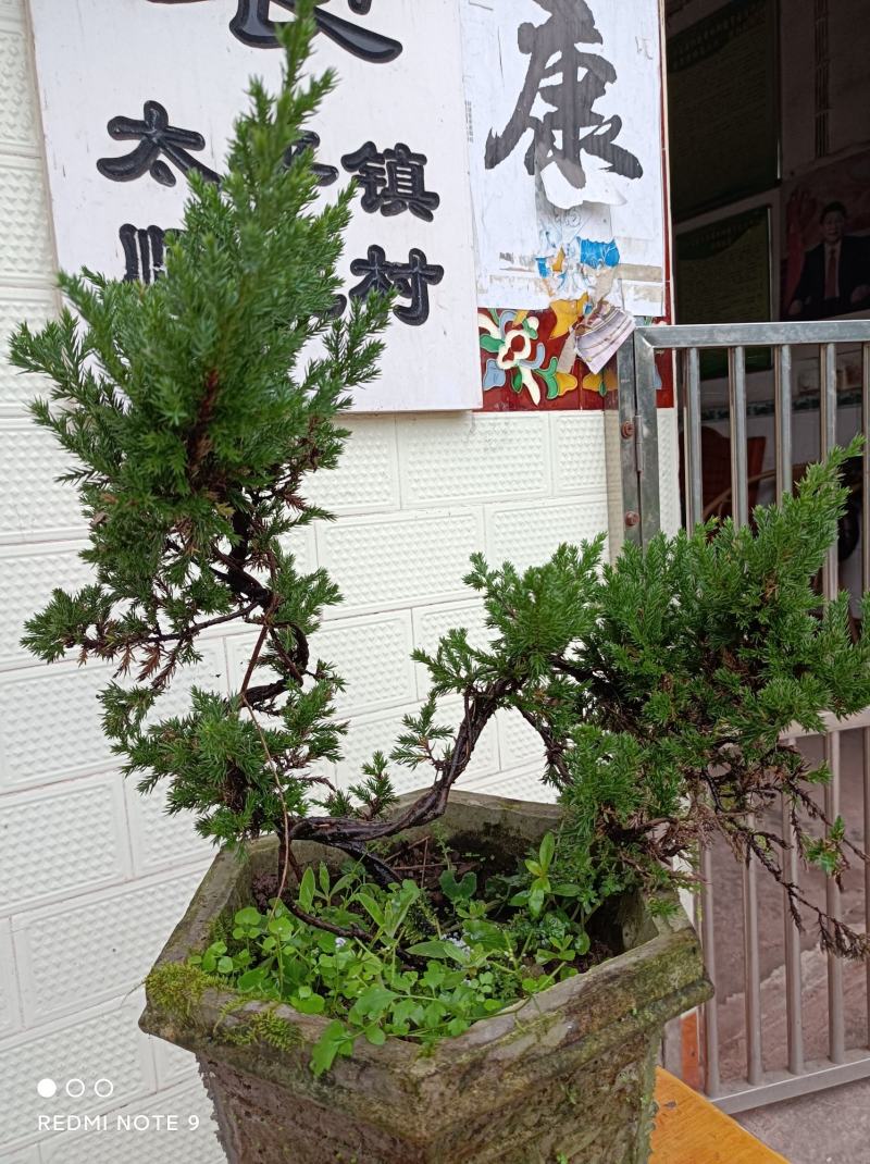 迎客松【多么漂亮的迎客松盆景，抗性又好又不易死】