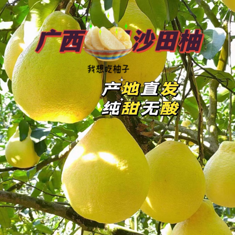 广西沙田柚新鲜上市货源充足稳定对接全国电商市场