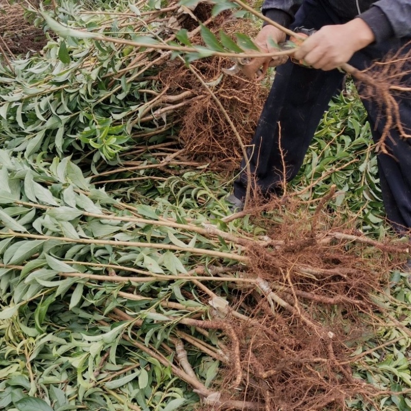 蜂糖李子苗优质嫁接苗免费提供种植技术指导