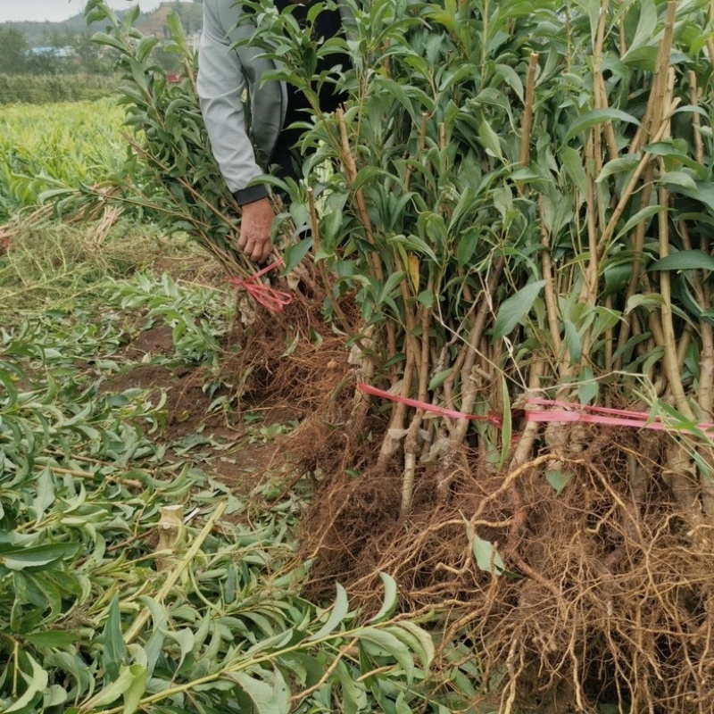 蜂糖李子苗优质嫁接苗免费提供种植技术指导