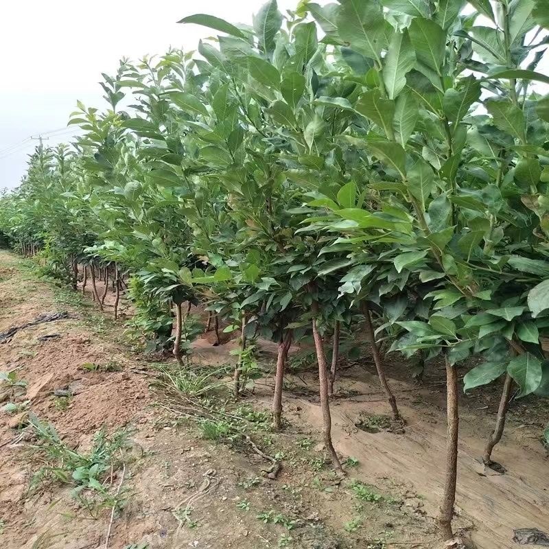 蜂糖李子苗优质嫁接苗免费提供种植技术指导