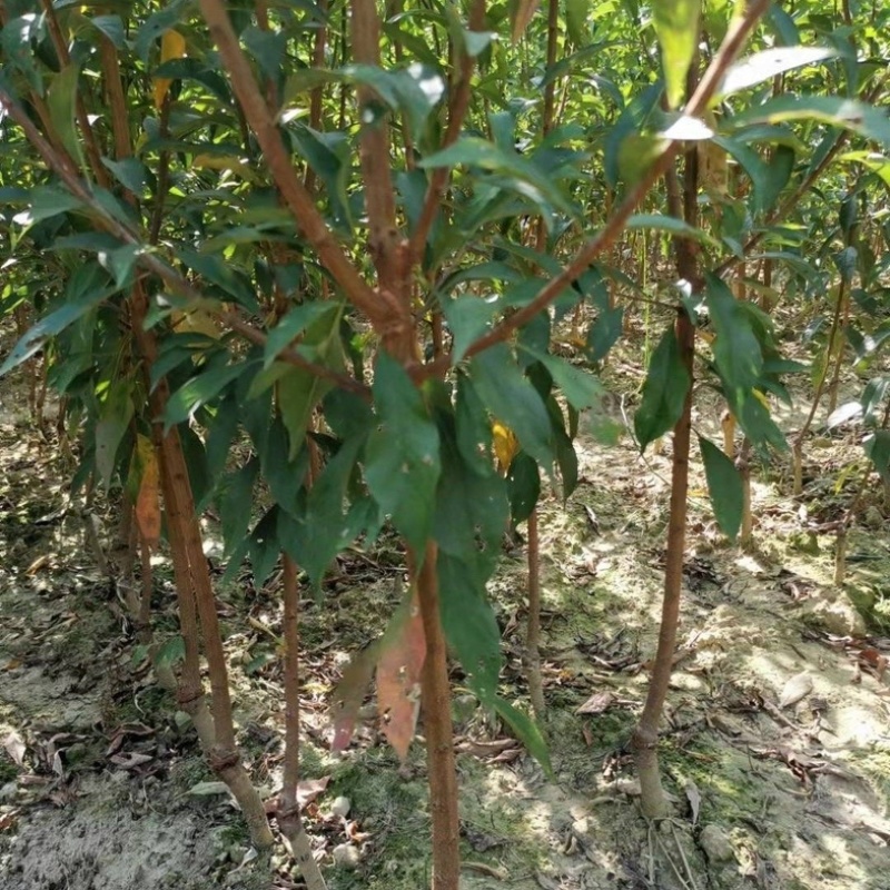 蜂糖李子苗优质嫁接苗免费提供种植技术指导