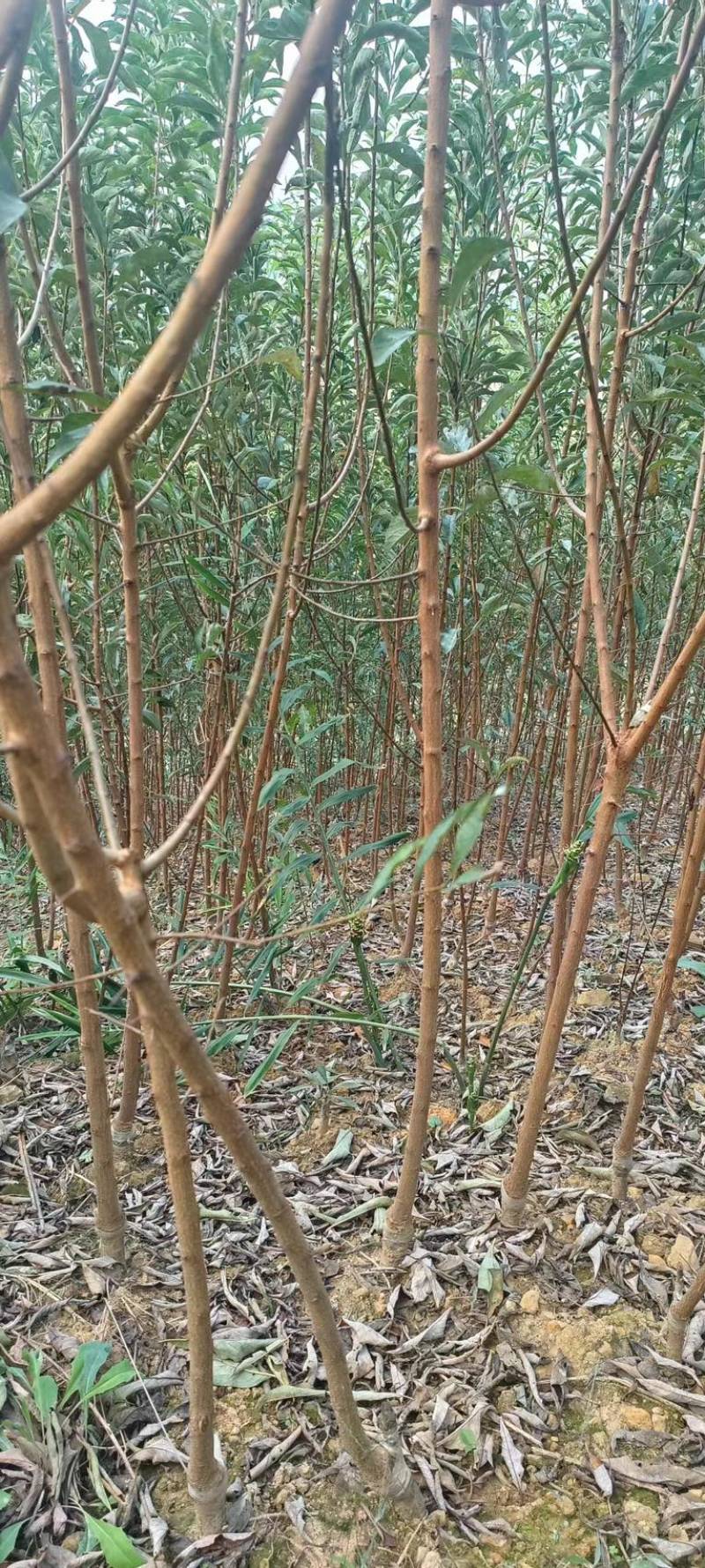 蜂糖李子苗优质嫁接苗免费提供种植技术指导