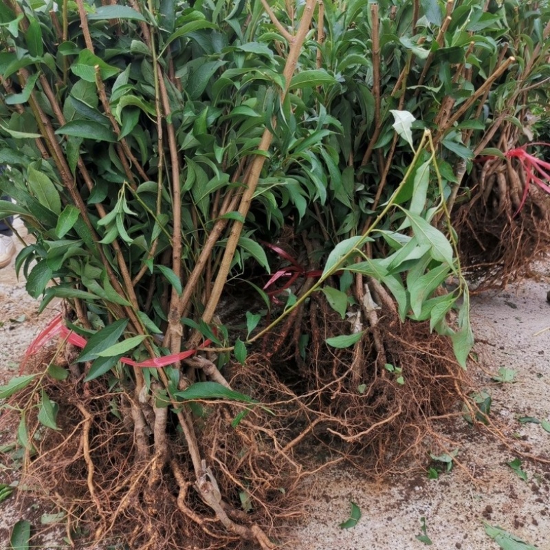 蜂糖李子苗优质嫁接苗免费提供种植技术指导