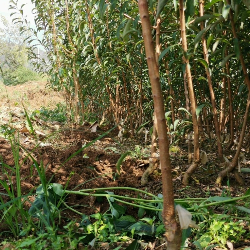 蜂糖李子苗优质嫁接苗免费提供种植技术指导