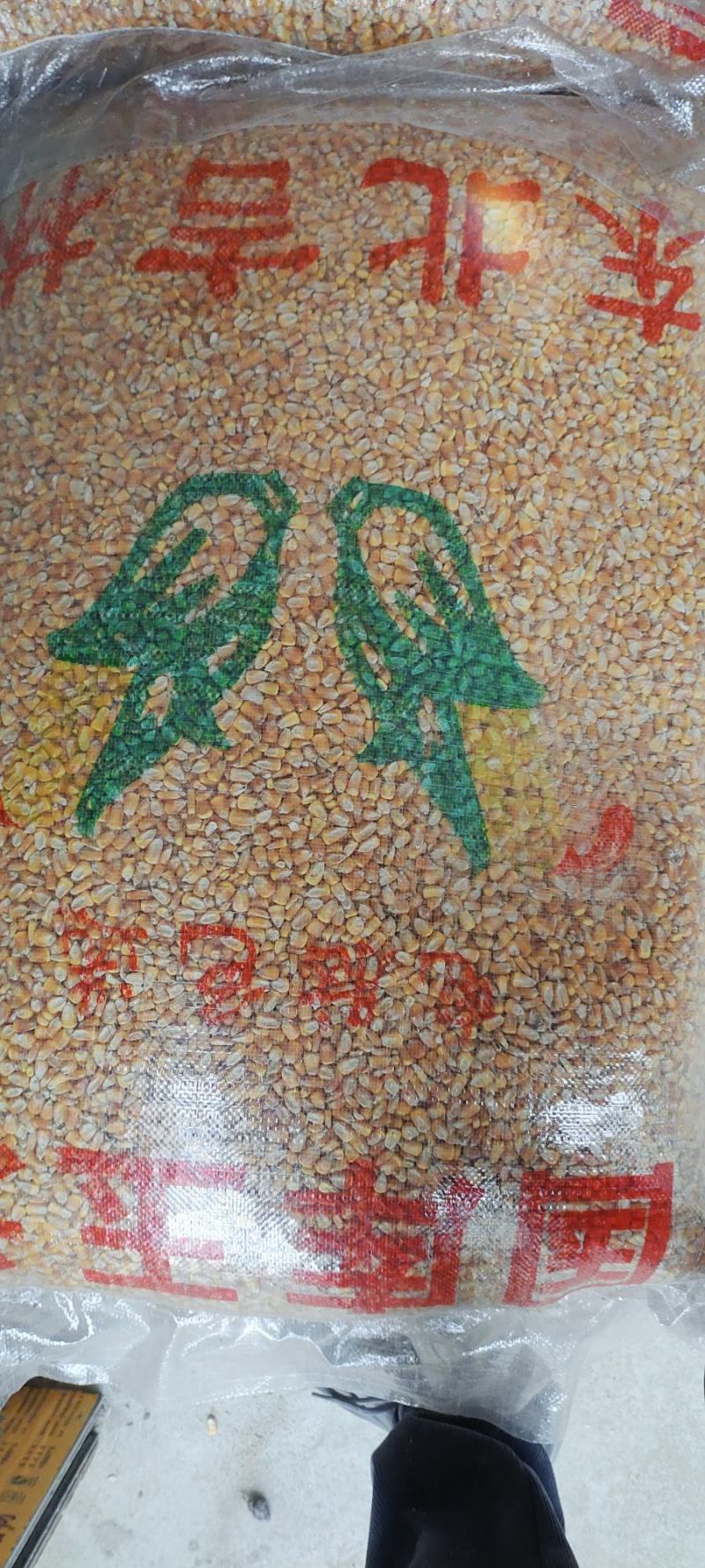 玉米