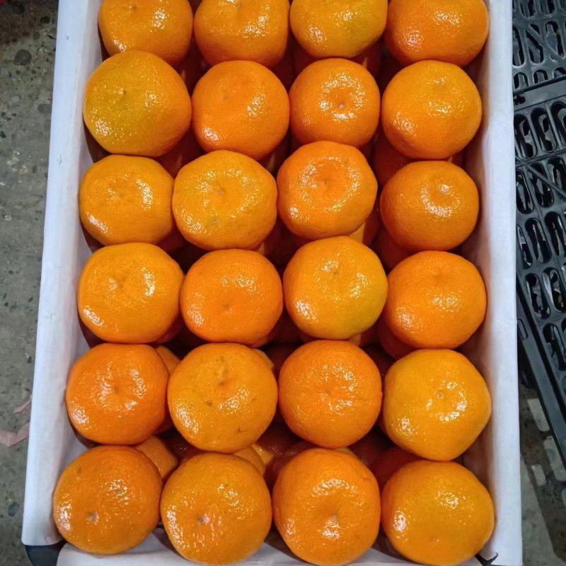湖北蜜桔品相好，口感甜，皮薄，欢迎新老客户前来采购联系