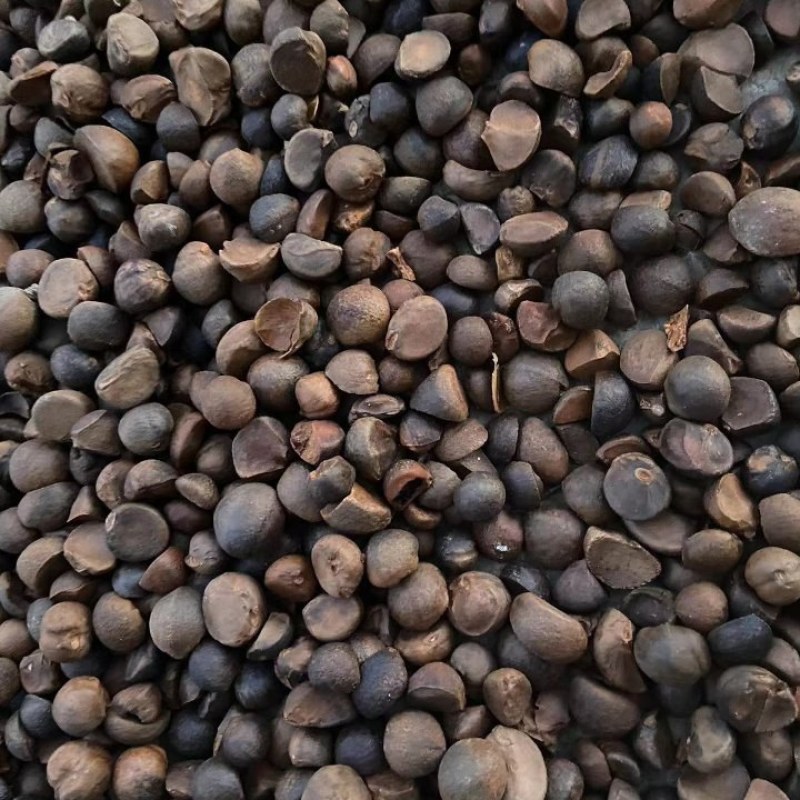 今年新茶籽，已经上市，欢迎老板甩单，大力支持