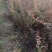 【牛商推荐】红叶小檗，货源充足，全国发货