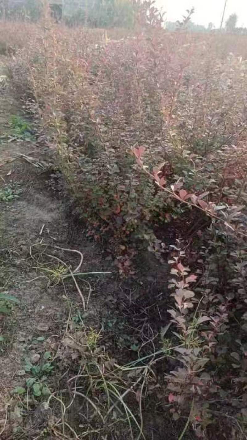 【牛商推荐】红叶小檗，货源充足，全国发货
