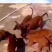 马犬=马犬幼犬=科目马犬=全国包邮到家，疫苗齐全，视频挑