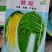春秋黄心菜种子