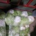 青杂三号白菜7斤以上净菜
