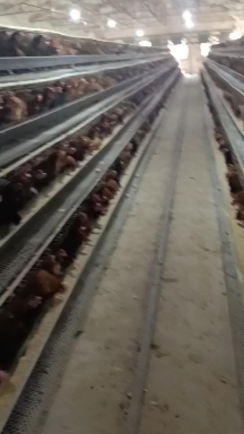 湖北随州活鸡正宗土鸡自产自销自家养殖淘汰活鸡欢迎下单