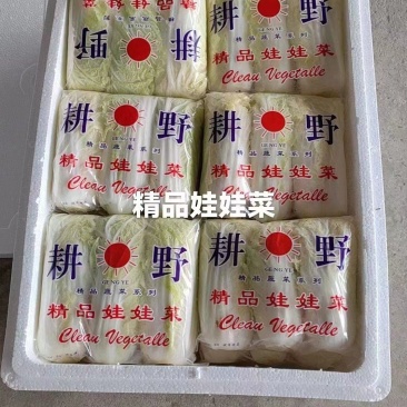 精品小娃娃菜海量上市/货源充足/欢迎致电咨询