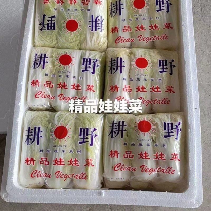 精品小娃娃菜海量上市/货源充足/欢迎致电咨询