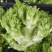 【儿菜】重庆儿菜自家包地种植一手价格大小规格都有按需求