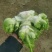 【儿菜】重庆儿菜自家包地种植一手价格大小规格都有按需求