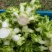 【儿菜】重庆儿菜自家包地种植一手价格大小规格都有按需求