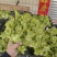 【儿菜】重庆儿菜自家包地种植一手价格大小规格都有按需求
