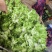 【儿菜】重庆儿菜自家包地种植一手价格大小规格都有按需求