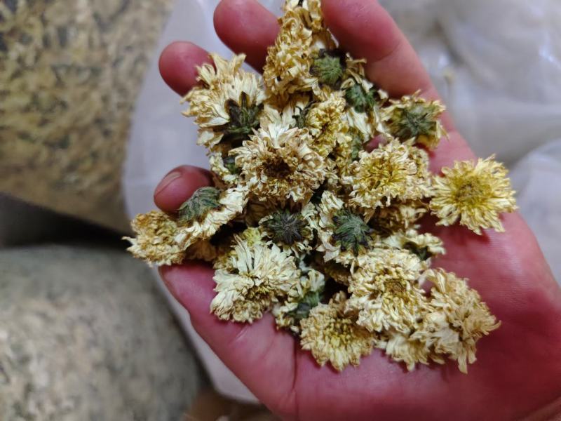 菊花药用菊花菊花质量保证无理由退换货