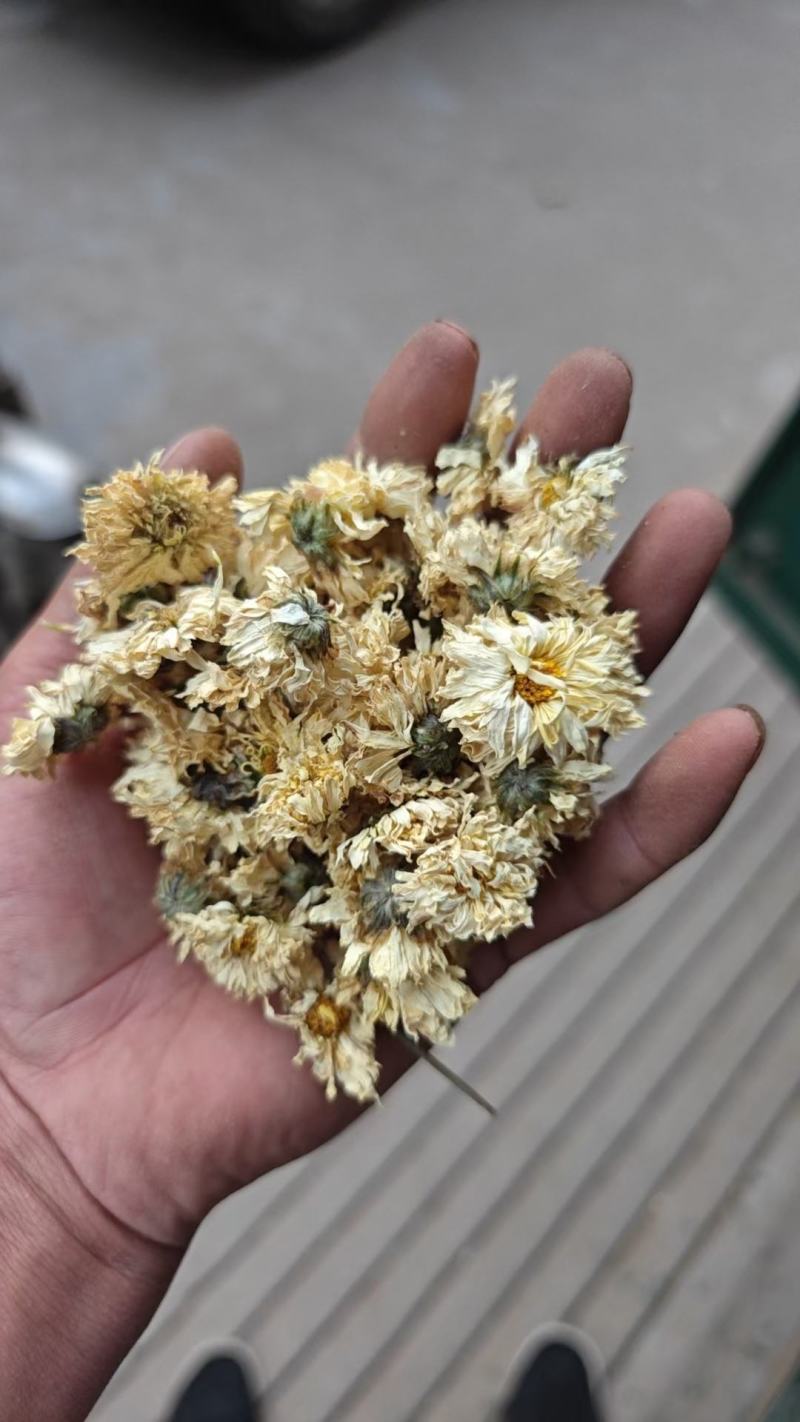 菊花药用菊花菊花质量保证无理由退换货