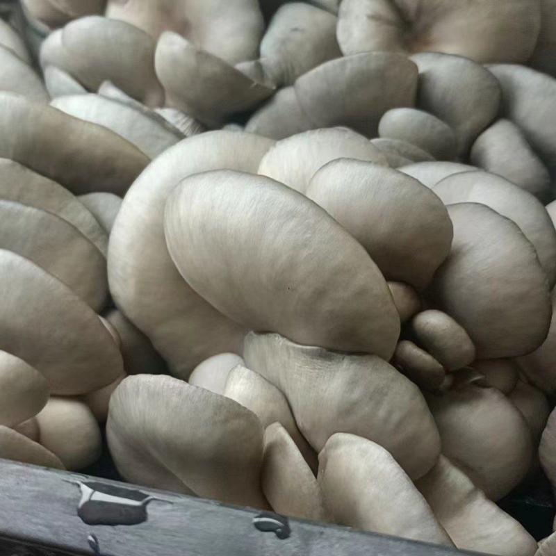 【牛商推荐】魏县平菇鲜平菇，大量供货，全国发货