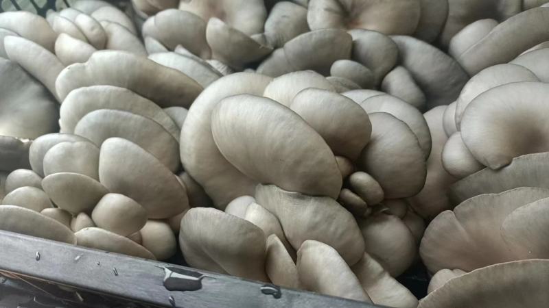 【牛商推荐】魏县平菇鲜平菇，大量供货，全国发货